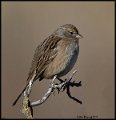 _9SB2265golden-crowned sparrow